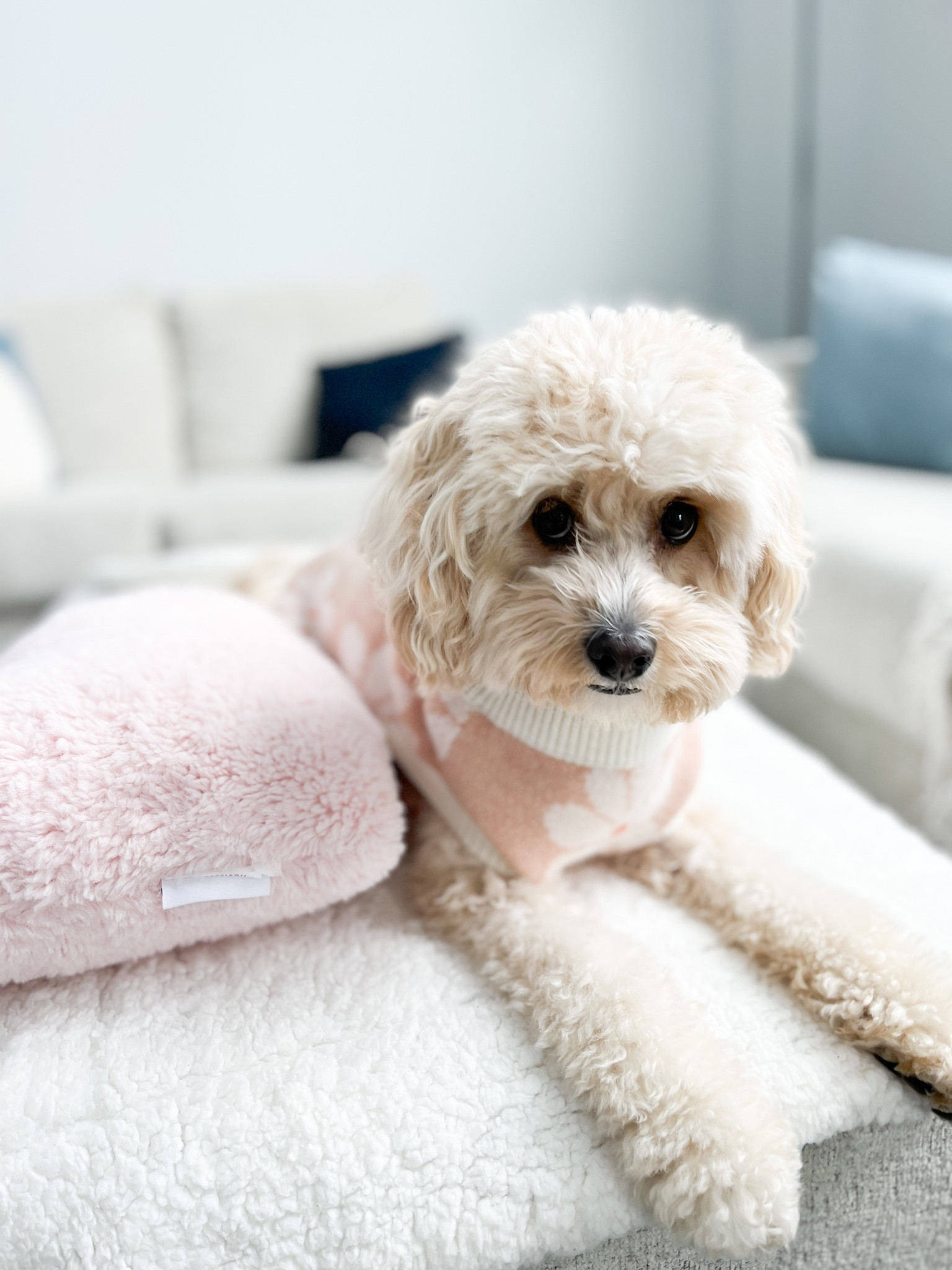 Shop my sweater and other cute dogs 🎀 @lucyandco CODE: HONEYBOOTHECAVAPOO

#ltkpet #ltkdog 

#LTKSeasonal #LTKGiftGuide #LTKFind
