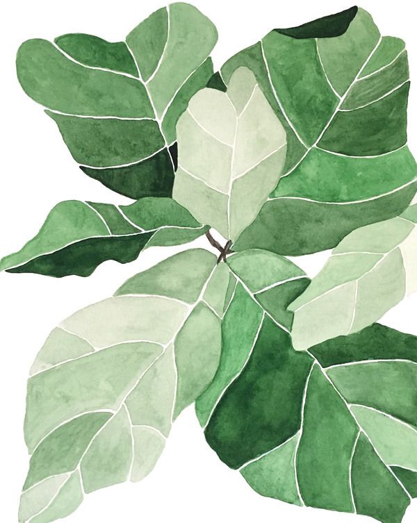 Fiddle Leaf Fig | Artfully Walls