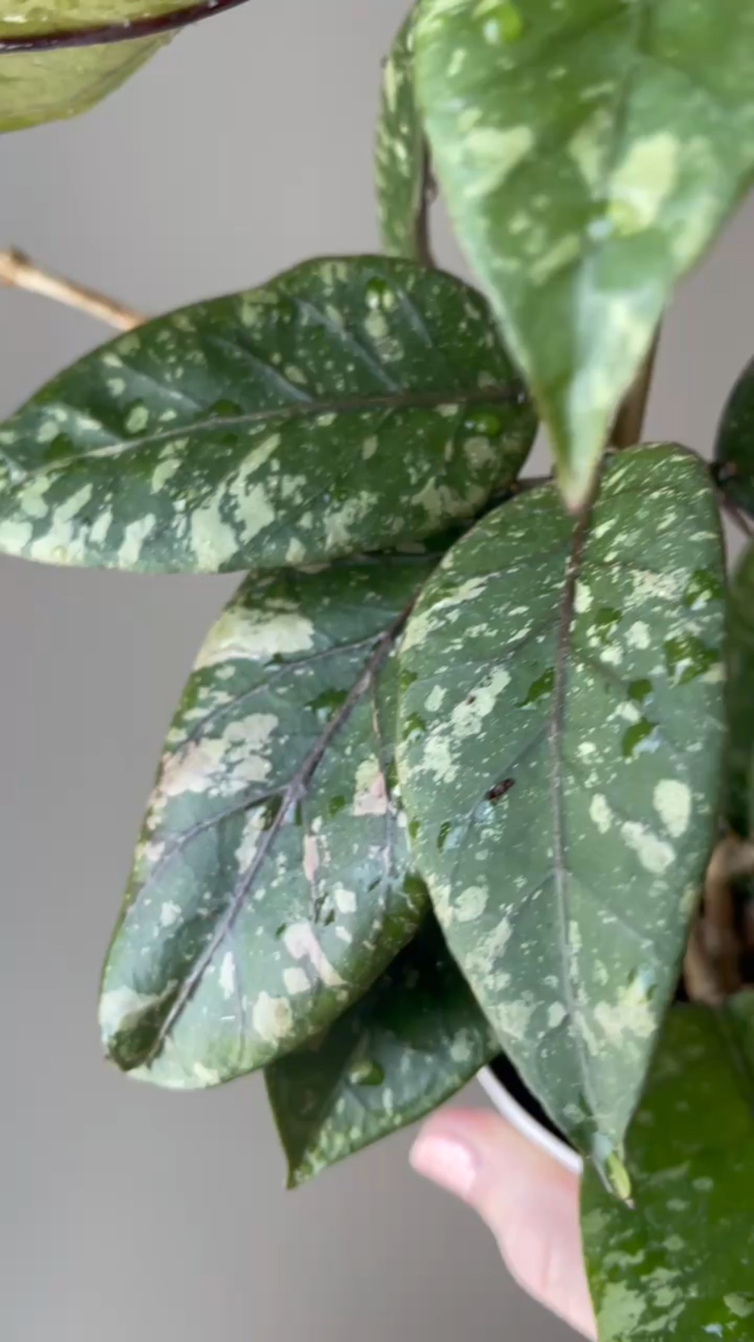 I am so smitten by my #hoyaspacehgayolues. These leaves are amazing! I’m quickly falling in love with all of the sp Aceh hoyas!

Liz’s personal experience only…every environment is different:
🪴Name: Hoya sp Aceh Gayo Leus
🪴Light: outside under my west deck
🪴Water: when dry
🪴Avg Temp last 30 days: 87F
🪴Relative Humidity last 30 days: 75%
🪴Fussy: no 
🪴Rate of growth: medium 
🪴Rareness: rare
🪴Pot size: 3 oz
🪴Growing Medium: coco husks
🪴Fertilizer: I apply a nutrient-rich fertilizer tailored for Hoyas approximately every other watering when the plant isn’t dormant. It’s packed with essential macro and micronutrients, it’s the best I’ve found for hoyas
🪴Time In My Care: 12 months 
🪴Would Liz recommend this one: yes

#ilovehoyas #hoyacollector #hoyahead #hoyaappreciation #hoyacollection #plantsmakemehappy #ihavethisthingwithplants #easilydistractedbyplants

#LTKFindsUnder100 #LTKFindsUnder50 #LTKHome