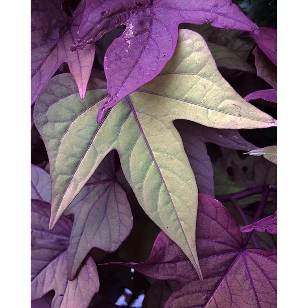 Ornamental Purple Sweet Potato Vine - Live Starter Plant | Walmart (US)
