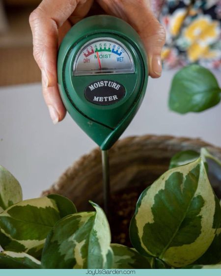 Having a moisture meter is a must for me for my indoor plants. It helps from overwatering and killing your plant babies! #amazon #garden #gardening #indoorplants #houseplantessentials

#LTKhome #LTKfindsunder50 #LTKfindsunder100