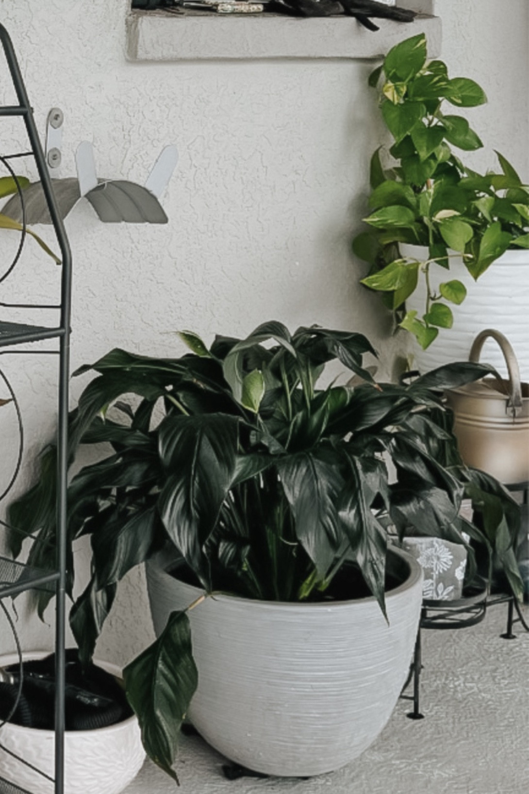 Looks so perfect 🪴

#LTKSeasonal #LTKHome #LTKBeauty