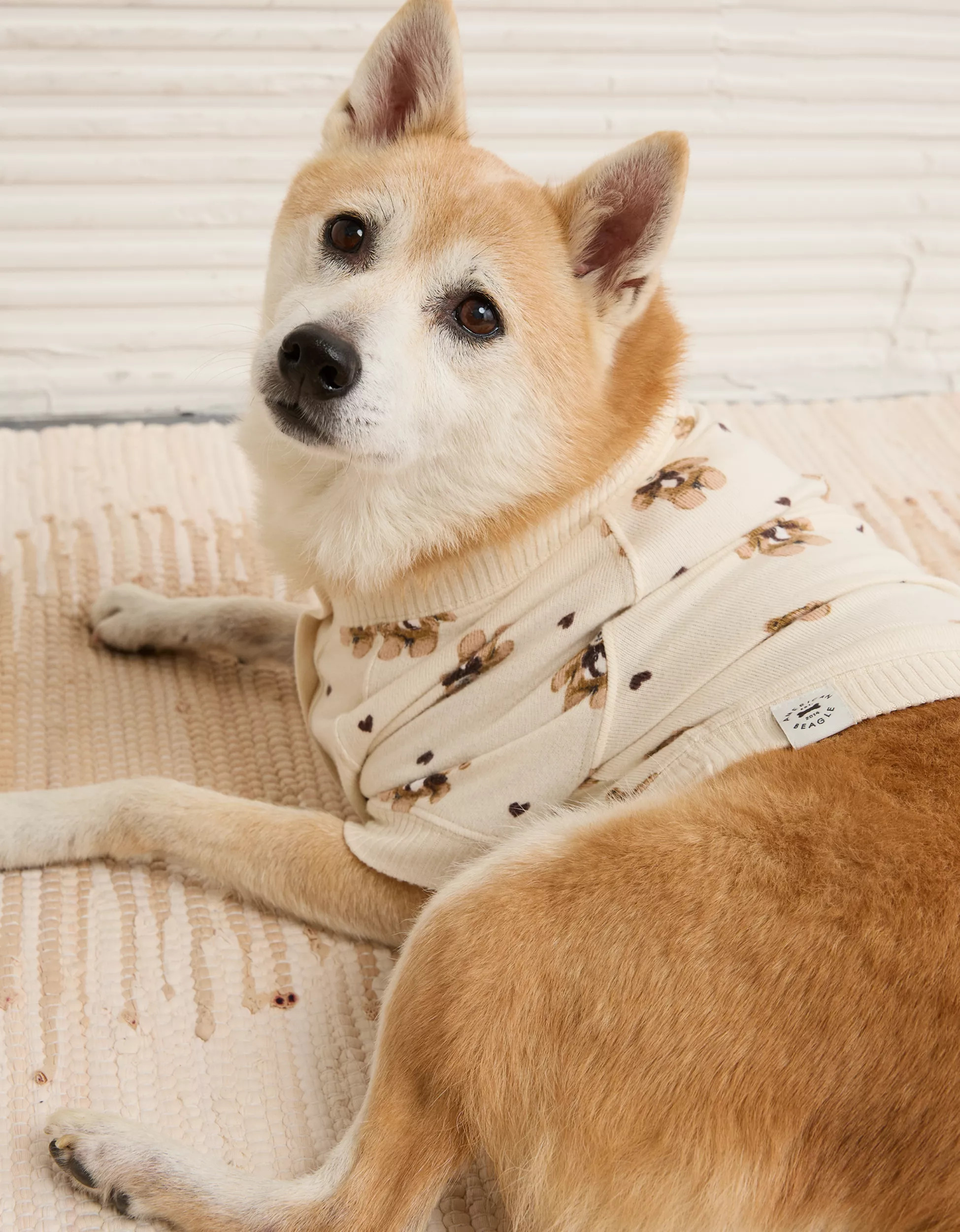 ABO Teddy Bear Dog Sweater | American Eagle Outfitters (US & CA)