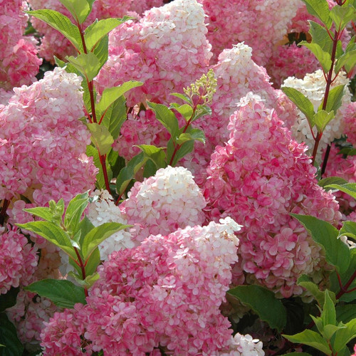 Vanilla Strawberry Hydrangea | Plant Addicts