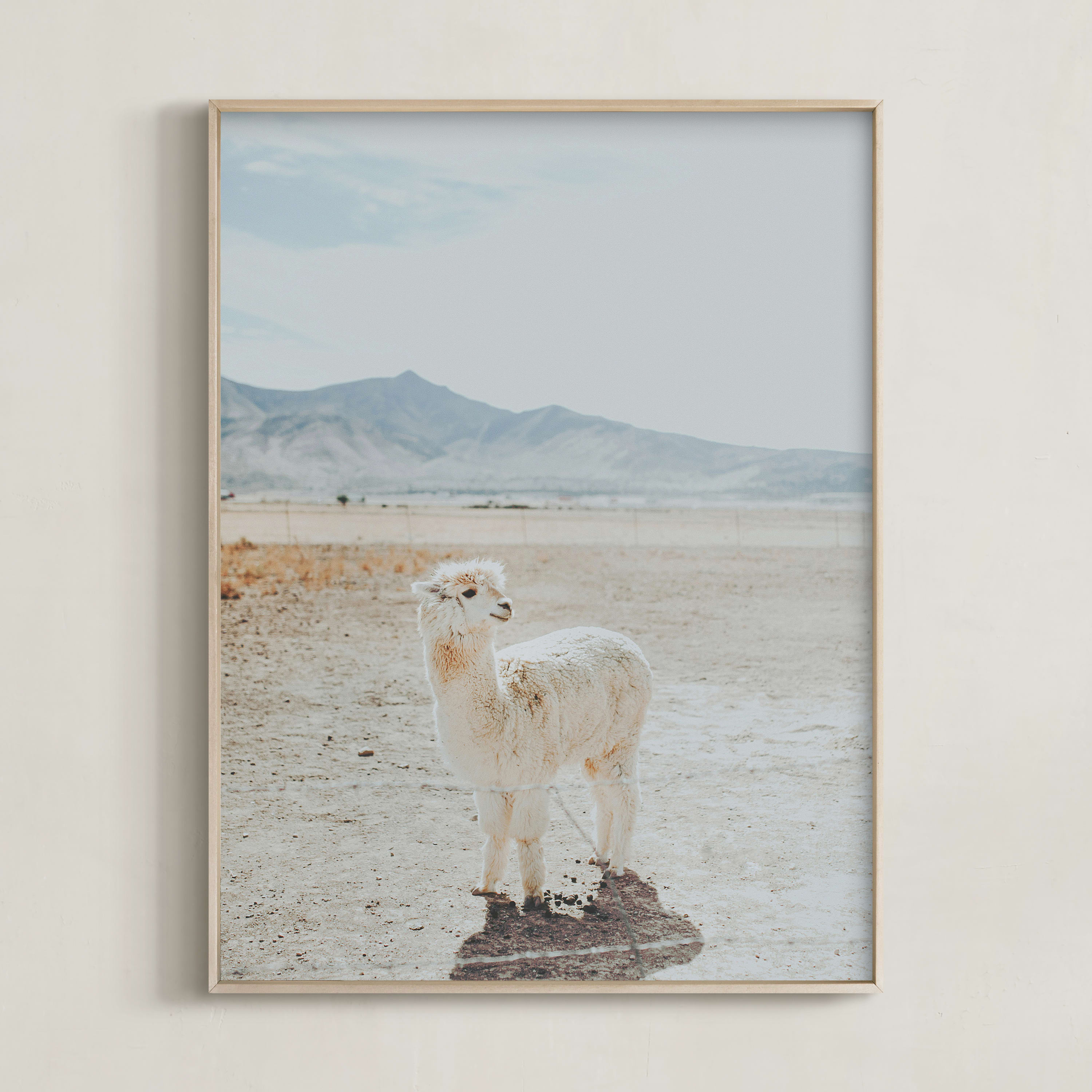 "Llama Chill" - Photography Limited Edition Art Print by Tai. | Minted