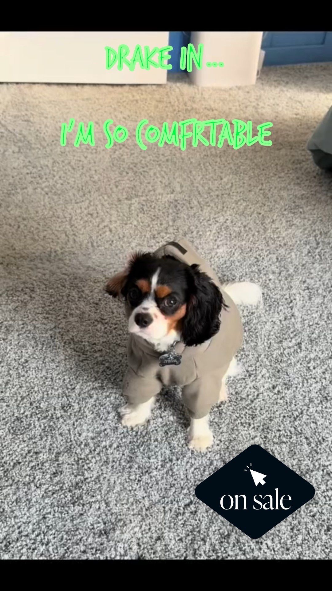 Drake is now a Comfrt lover.  

#LTKActive #LTKPets #LTKSaleAlert