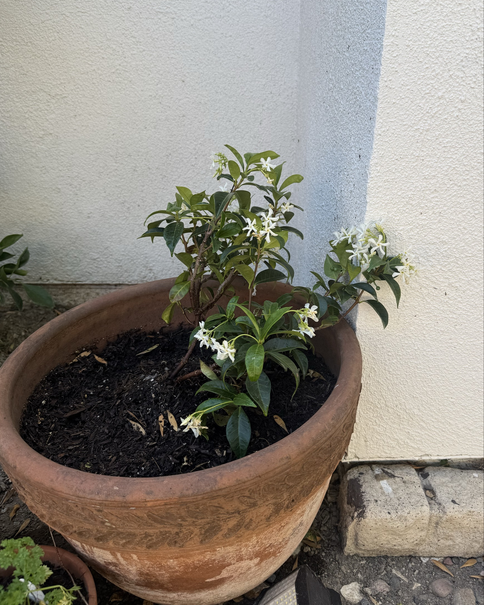 Plant clips to clip my jasmine to the wall!! 



#LTKHome #LTKSeasonal #LTKSummerEdit