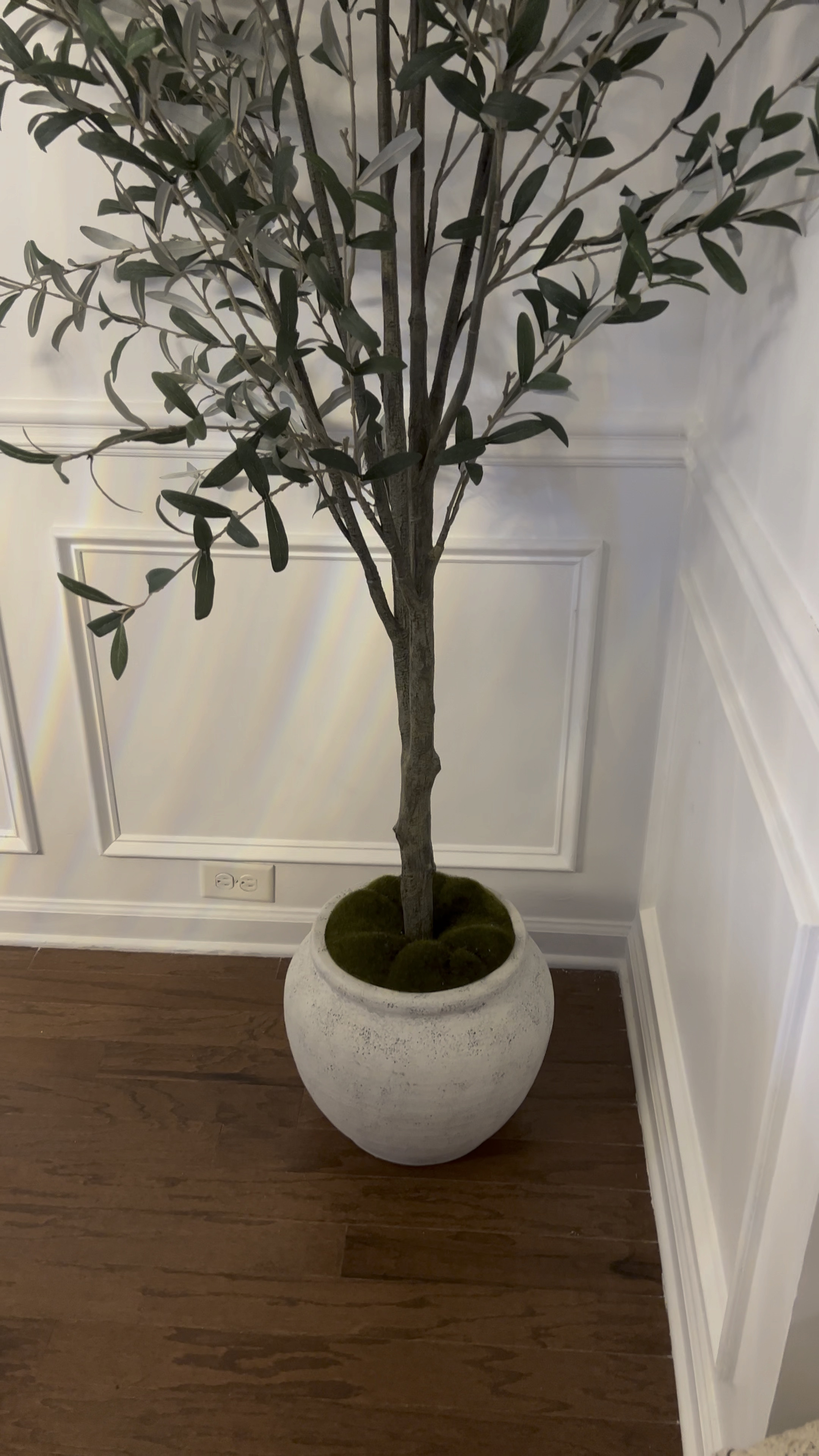 This Beautiful Olive Tree is everything! Get it now while supplies last!