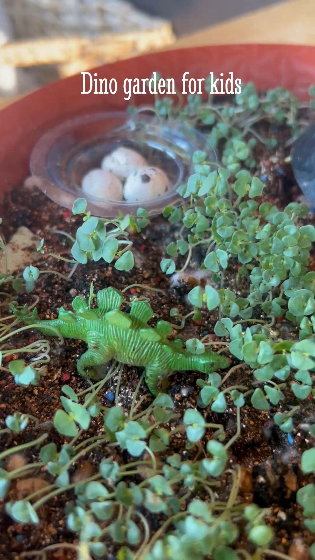 We reuse this fun dinosaur garden kit every spring. The kids love growing their chia and wheat grass dinosaur forest. Also makes a great #Easter gift! 

#LTKKids #LTKSpringSale #LTKSeasonal