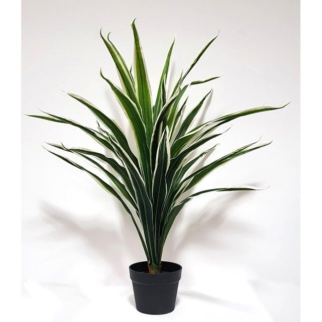 80cm Variegated Dracaena Plant | La Redoute (UK)