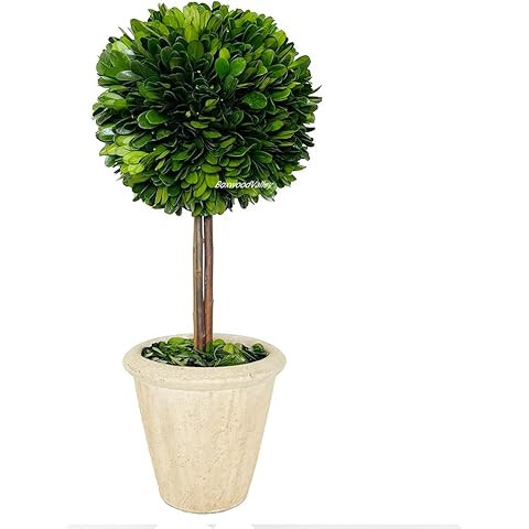Real Preserved Boxwood Evergreen Globe Tree Topiary in Terracotta Planter Green Plant for Home De... | Amazon (US)
