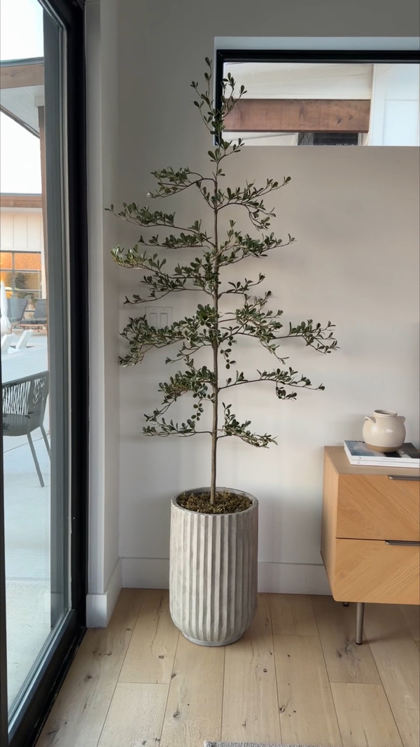 One of my favorite ways to add height and life to a room without the upkeep is with…