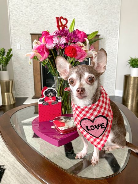 My Valentine ❤️

Dog bandana, Valentines Day, dog accessories 

#LTKunder50 #LTKSeasonal #LTKfamily