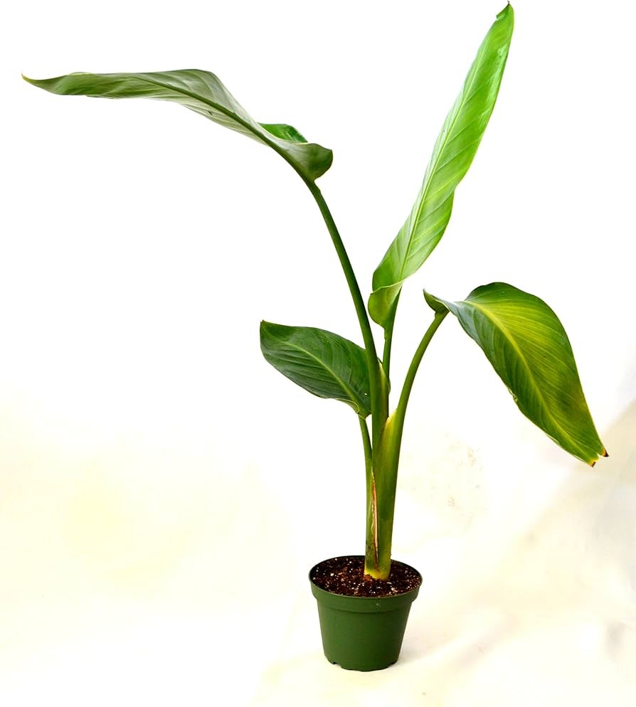 9GreenBox - White Bird of Paradise - 4" Pot Live Plant Ornament Decor for Home, Kitchen, Office, ... | Amazon (US)