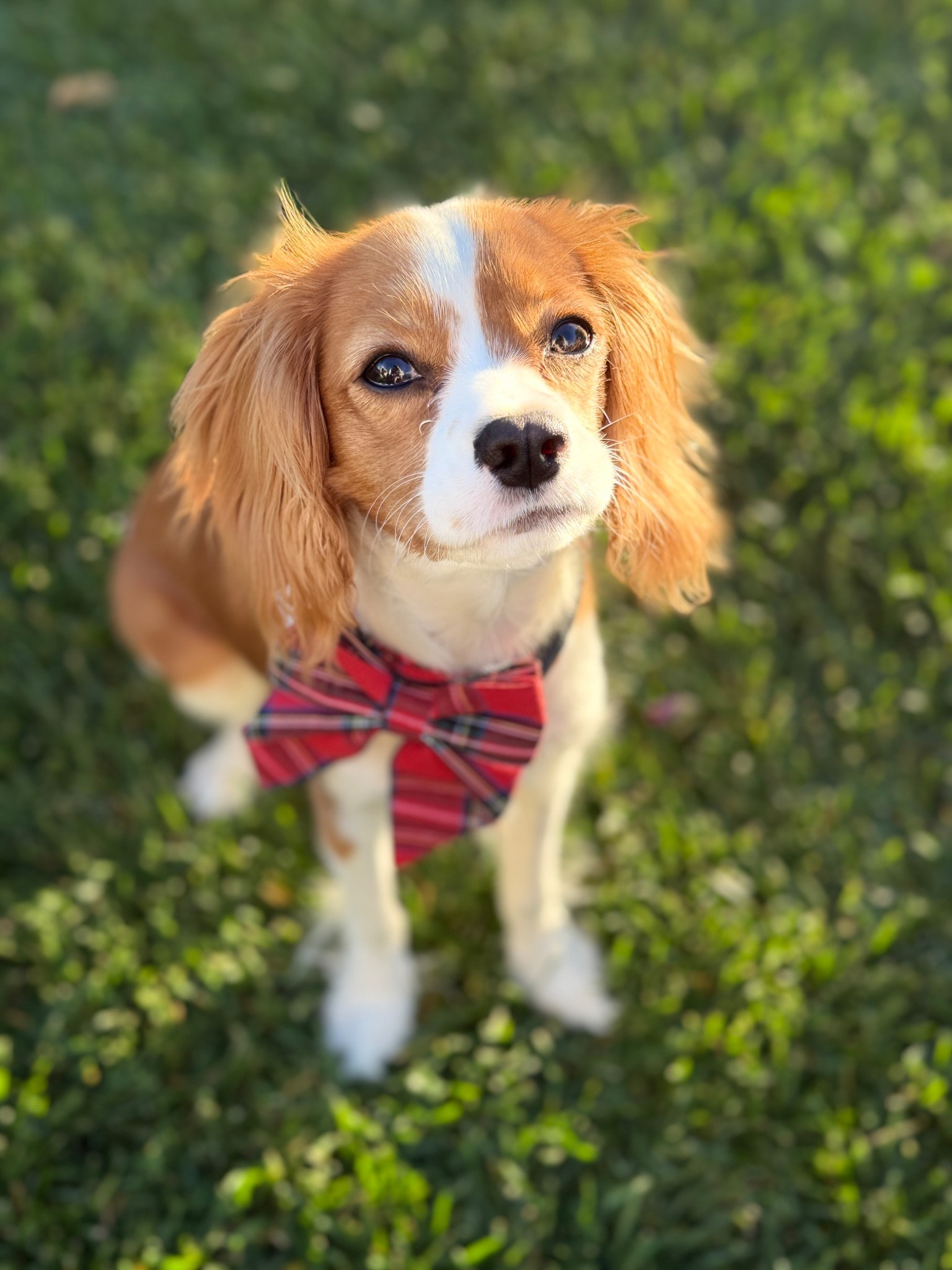 The cutest Christmas or Holiday dog collars with detachable bows! Under $15 and free ship! 

pets. #ltkpet 

#LTKHoliday #LTKHome #LTKSeasonal