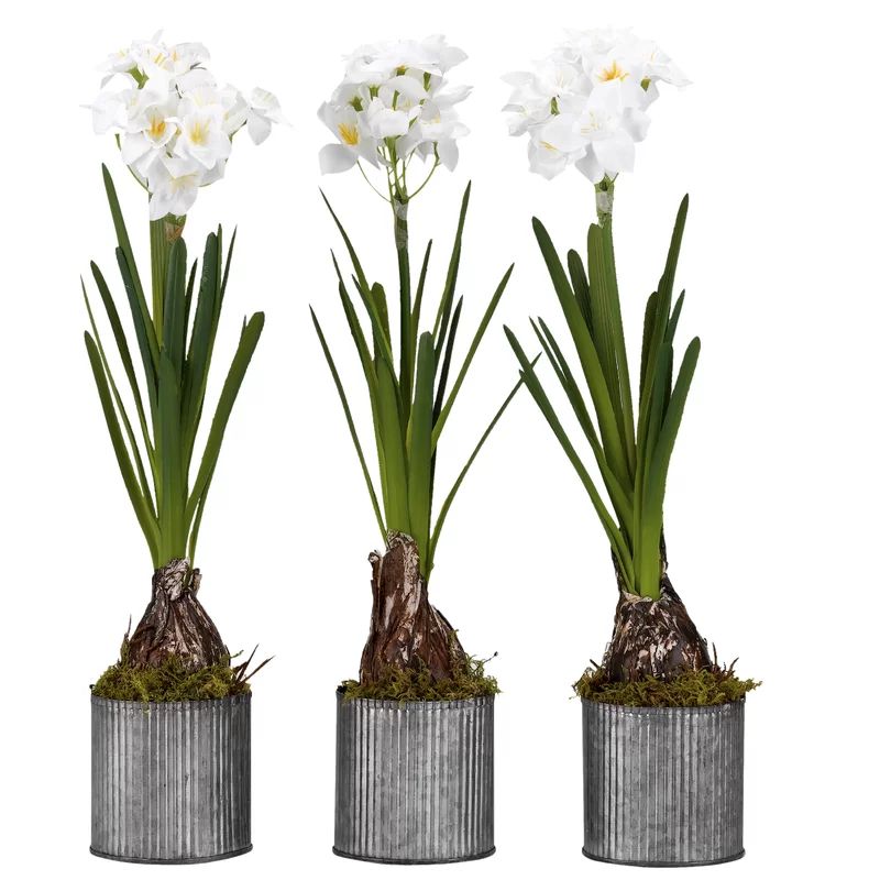Paperwhite Bulbs Floor Flowering Plant in Tin Planter Set (Set of 3) | Wayfair North America