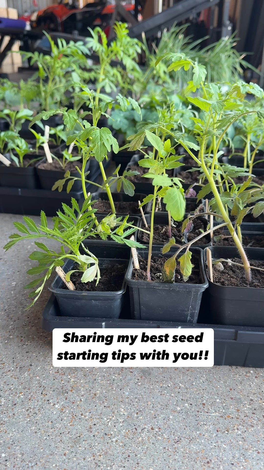 My best seed starting tips!!

#LTKActive #LTKSeasonal #LTKHome