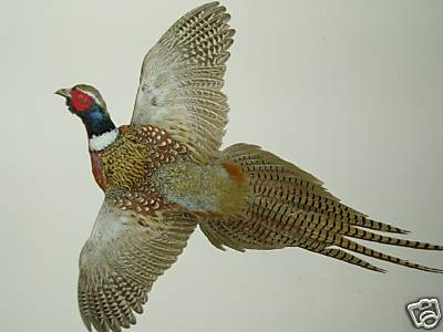 MOUNTS,RINGNECK PHEASANT, TAXIDERMY, HUNTING | eBay | eBay US