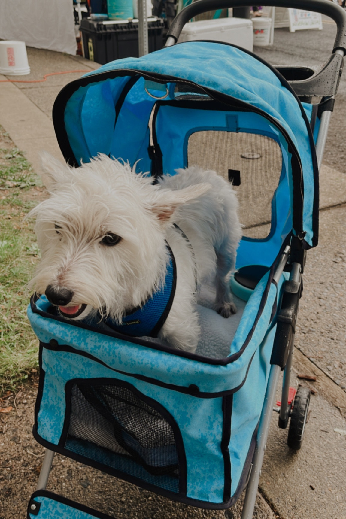 BestPet Pet Stroller Premium … curated on LTK