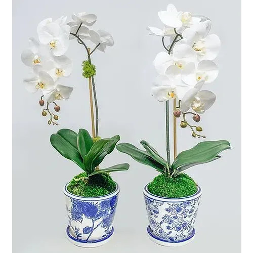Set of 2 Single Orchids In Blue/White Pot | Gracious Style