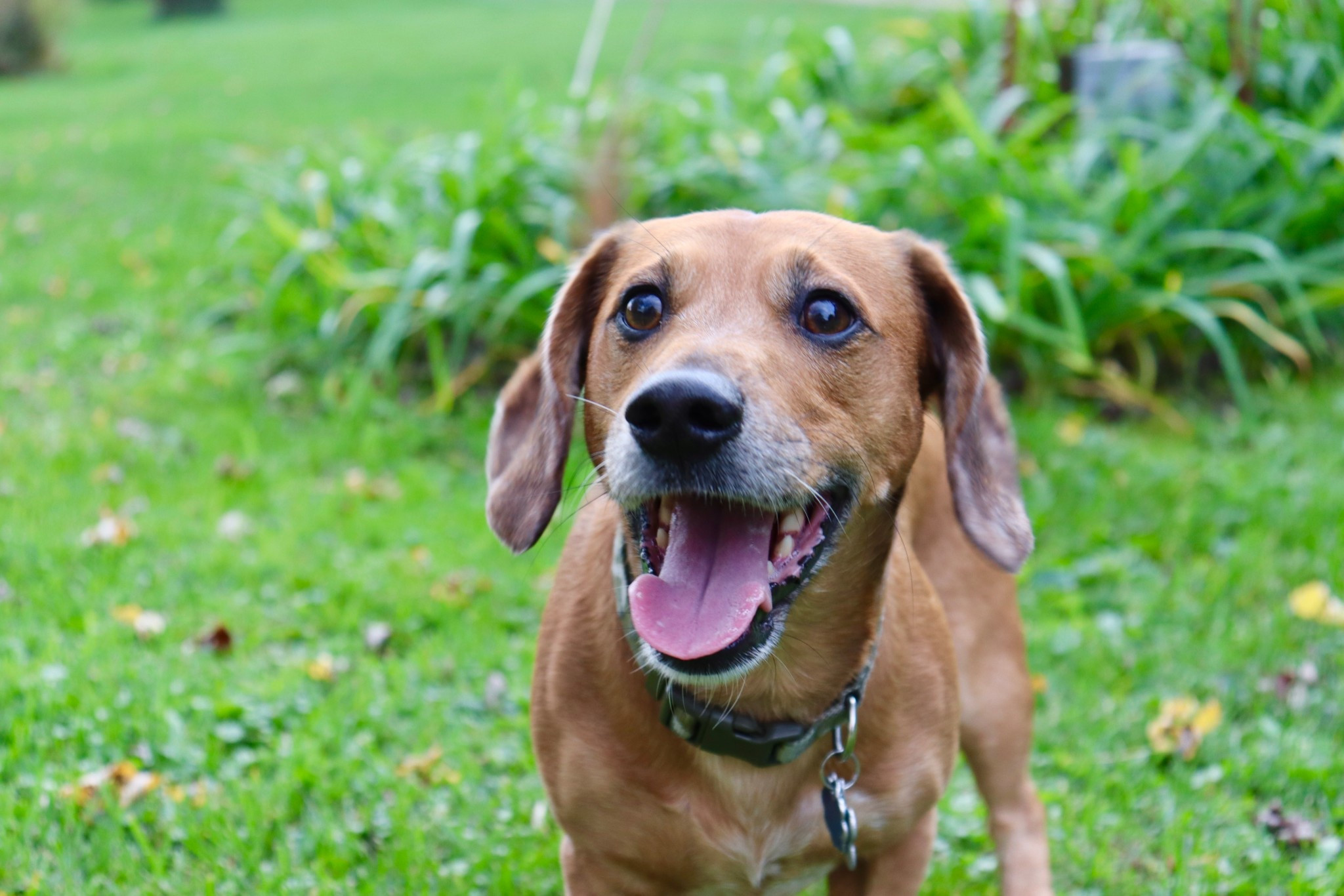 My Favorite Pet Products 🐶🤍

pet products, dog essentials, pet must haves, dog favorites, pet supplies, dog accessories, pet recommendations, dog mom finds, pet care essentials, dog toys, dog treats, pet shopping, everyday pet items, dog lifestyle, pet lover finds 

#LTKHome