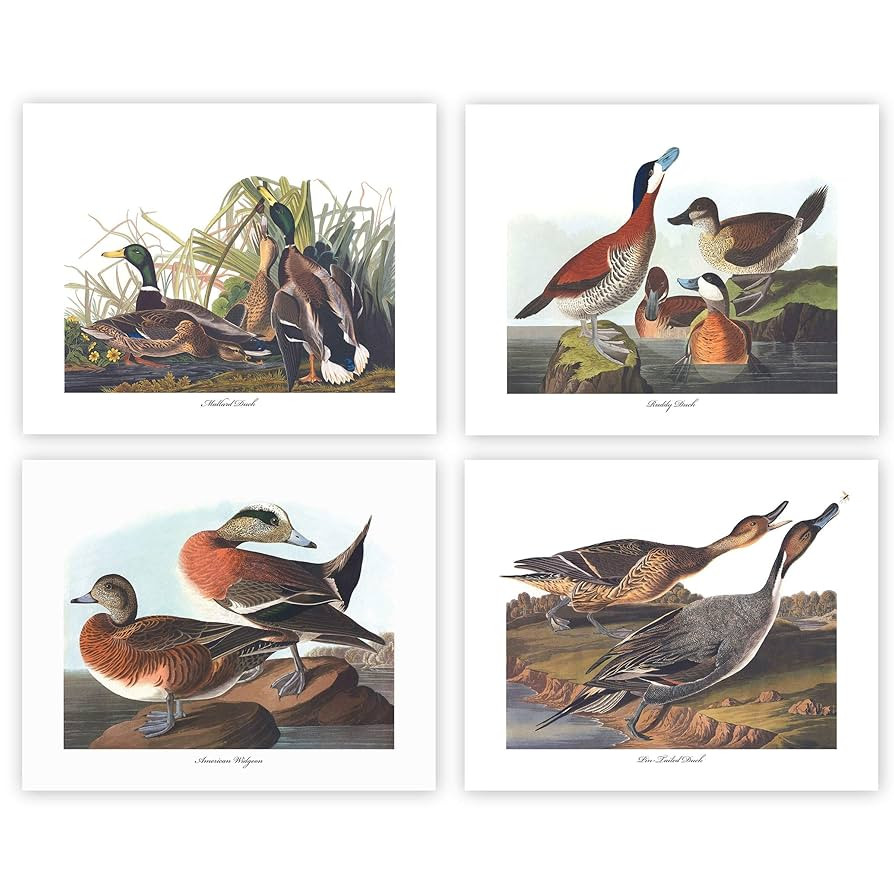 Duck Art - 8x10 Inch Country Bird Prints, Audubon Illustrations, Set of 4 - Unframed | Amazon (US)