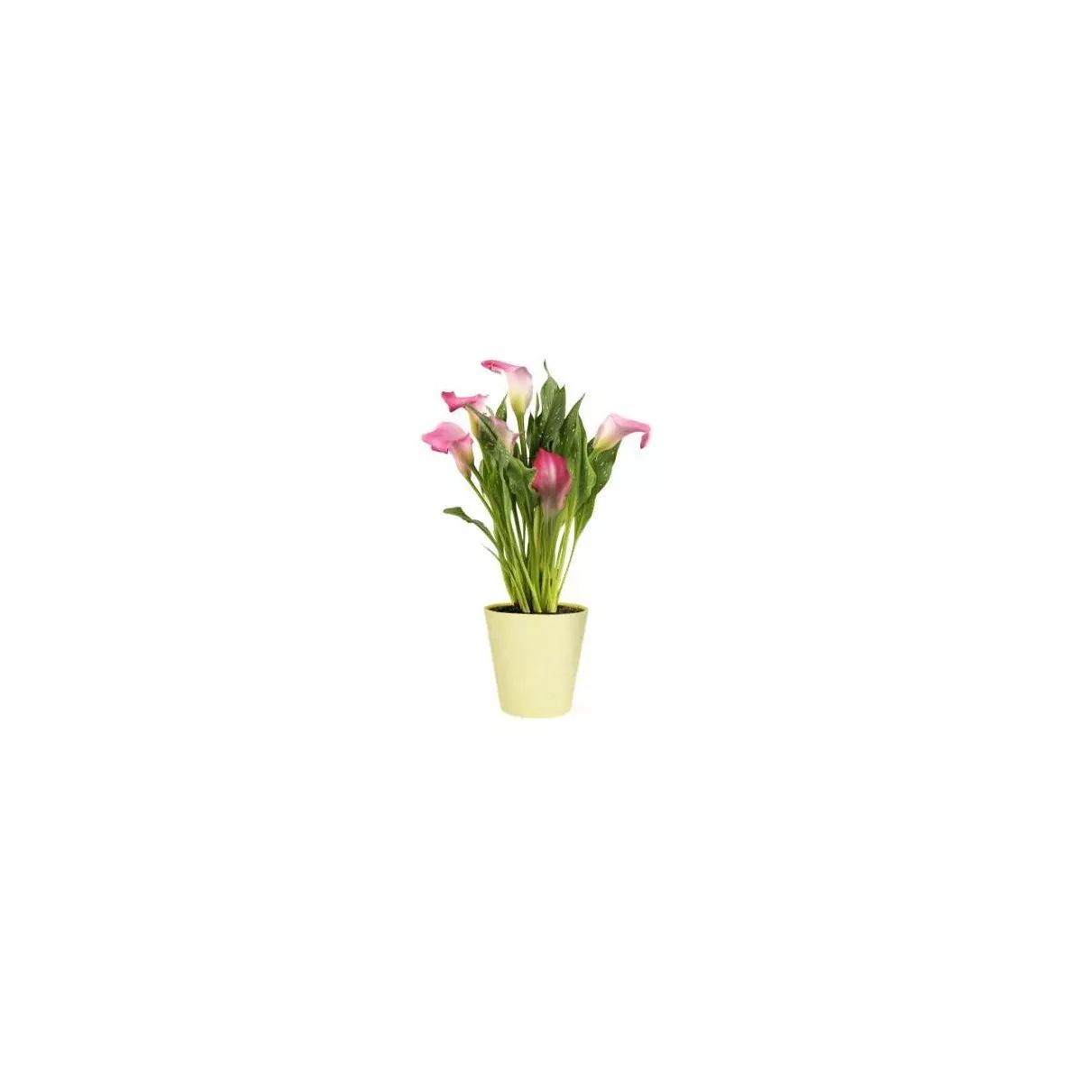 Live 5" Pink Calla Lily Potted Houseplant - Spritz™ | Target