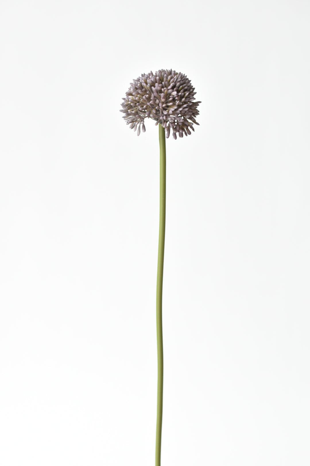 17.5 | HouseFloral