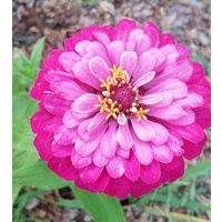 Zinnia Exquisite Seeds 100 | Etsy (US)
