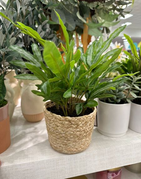This artificial fern is the perfect pop of green!

Follow me @ahillcountryhome for daily shopping trips and styling tips 

Target home, spring decor  

#LTKFind #LTKSeasonal #LTKhome