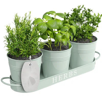 Designs Indoor Herb Garden Planter Set With Tray, Metal Windowsill Plant Pots With Drainage For Outdoor Or Indoor Plants, Set/3 (Soft Mint) | Wayfair North America