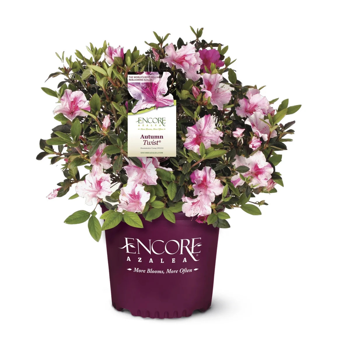 Encore Azalea Autumn Twist (1 Gallon) Purple and Pink Flowering Shrub - Full Sun Live Outdoor Pla... | Walmart (US)