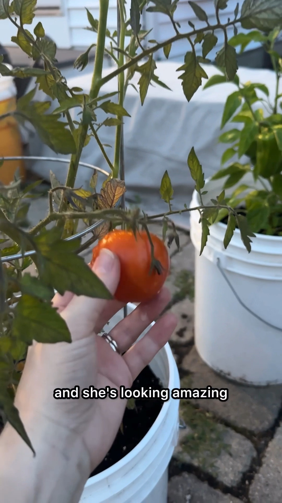 Harvesting my very first tomatoes!! So exciting learning how to garden fresh food this year. 🥰 #tomatoes #gardening #homesteading

#LTKSeasonal #LTKHome #LTKFamily
