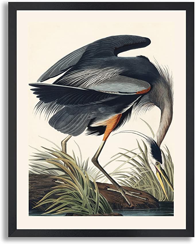Great Blue Heron by James Audubon Framed Print Poster Wall Art Decor | Fine Artwork Painting Repr... | Amazon (US)
