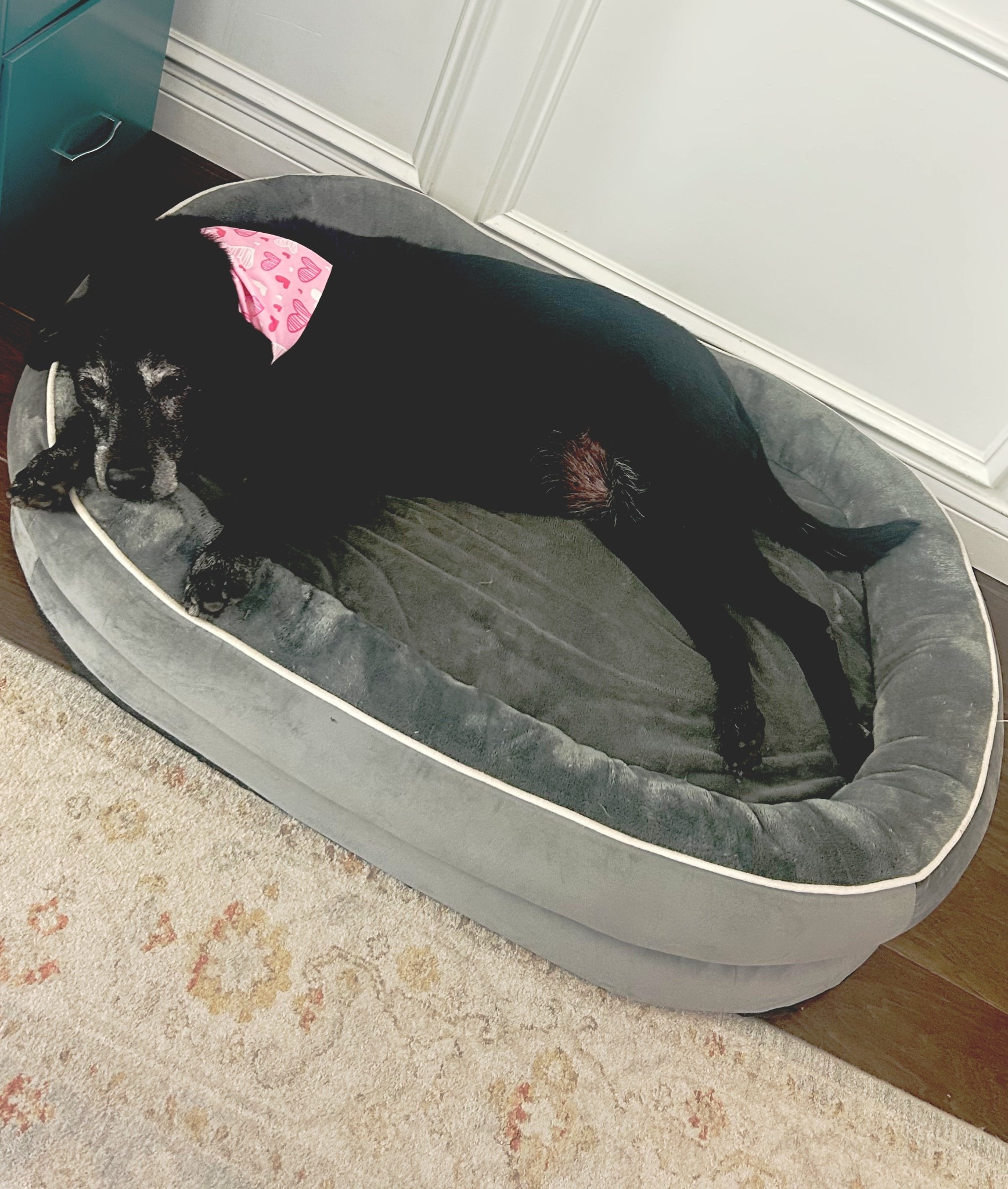 My sweet girl on her cozy memory foam dog bed. She had a “spa day” yesterday. 🤍💕 #ltkpets #dogbed 

#LTKValentine
