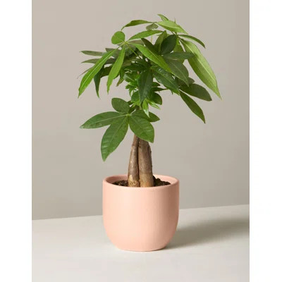 17" Live Money Tree Plant in Pot | Wayfair North America