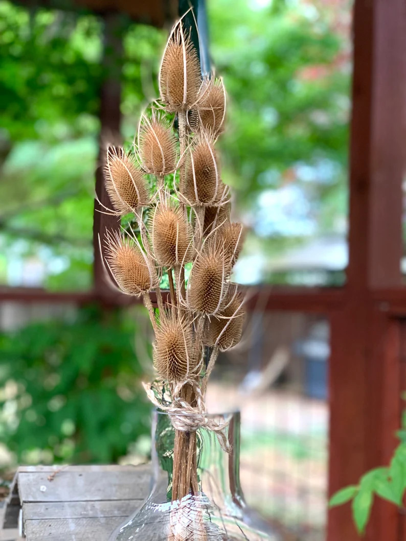 Dozen Wild Teasels Deburred for Autumn Arrangements and Crafts Rustic Home Decor 1.5-2.5 Heads Wi... | Etsy (US)