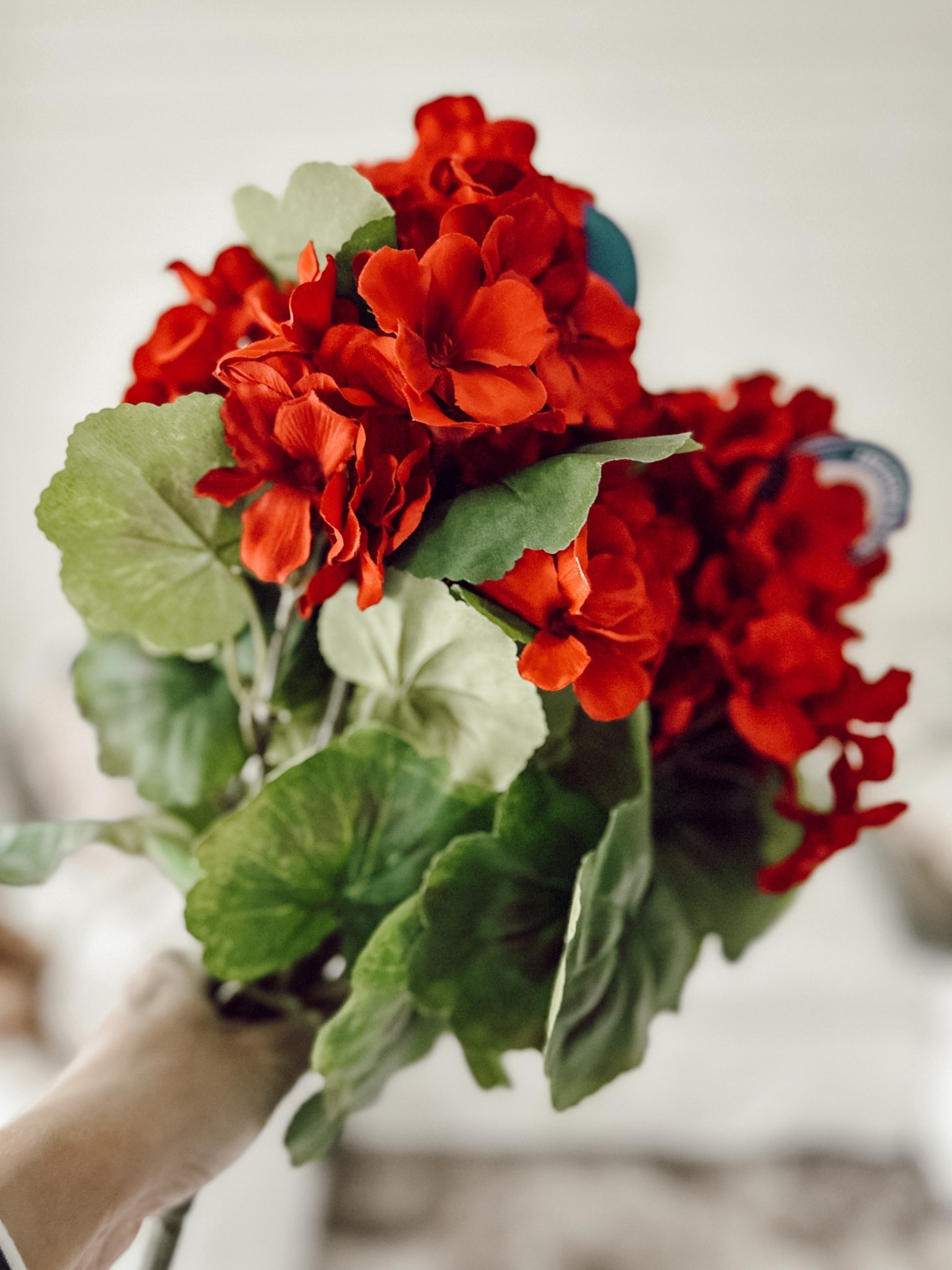 The best faux red geraniums.

#LTKHome