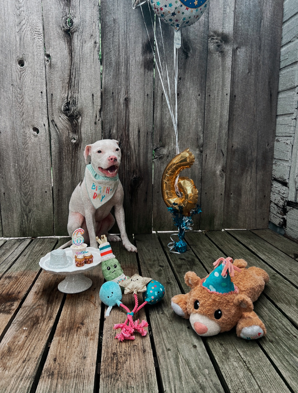 Celebrating Gunner’s 6th Birthday thanks to Petco same day delivery over $35! Dog toys- plush, rope, snuggle 

#LTKhaul #LTKmomlife #LTKdayinmylife