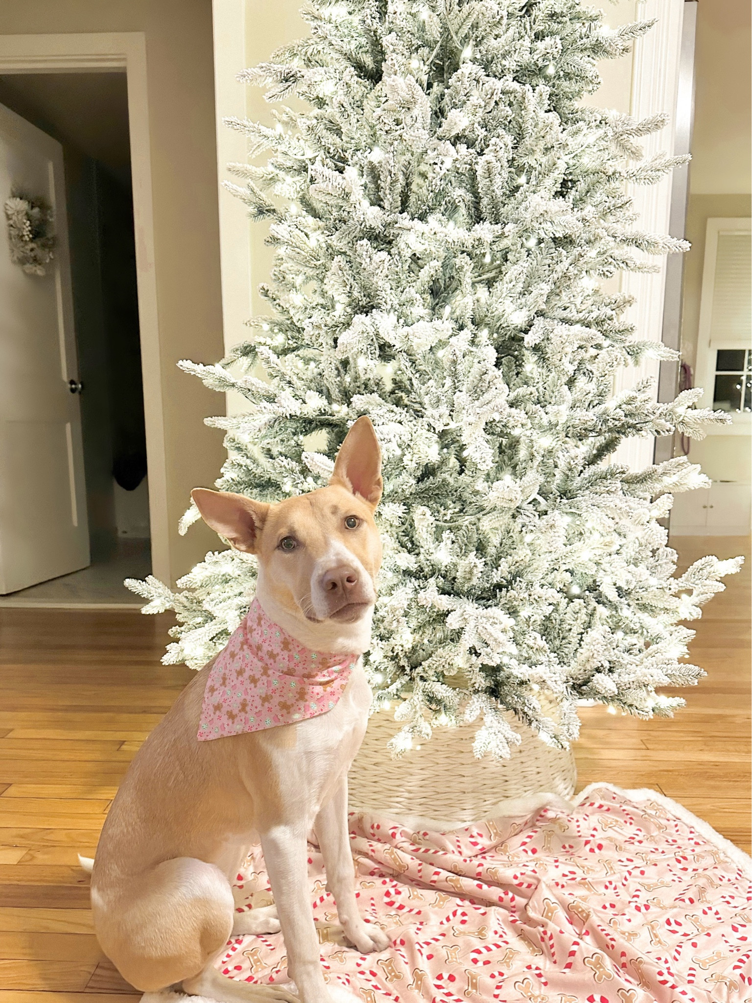 we love our king of Christmas trees

#LTKSeasonal #LTKHome #LTKHoliday