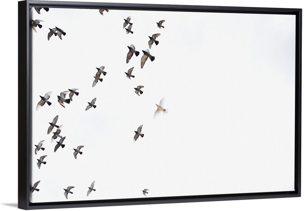 A flock of birds is flying at the sky. Wall Art | Great Big Canvas - Dynamic