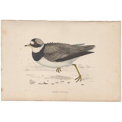 Morris Birds antique 1863 hand-colored engraving print Pl 190 Ringed Dotterel  | eBay | eBay US