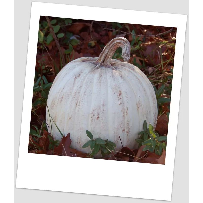 Classic Pumpkin | Wayfair North America