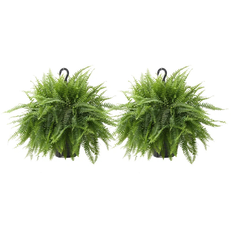 2 - Piece Live Fern Plant in Pot Set | Wayfair Professional