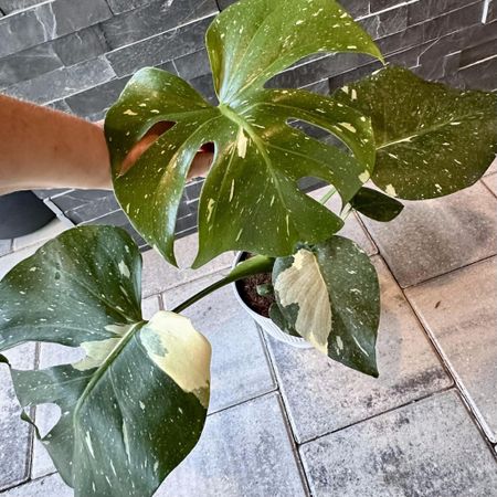 Where are our plant lovers?!? Costa Farms Thai Constellations are in stock 👇! I have this exact plant and it's healthy and gorgeous with lots of new growth!!! These have been super popular and considered "rare", though more are available these days! (#ad)

#LTKSaleAlert #LTKHome #LTKFindsUnder50