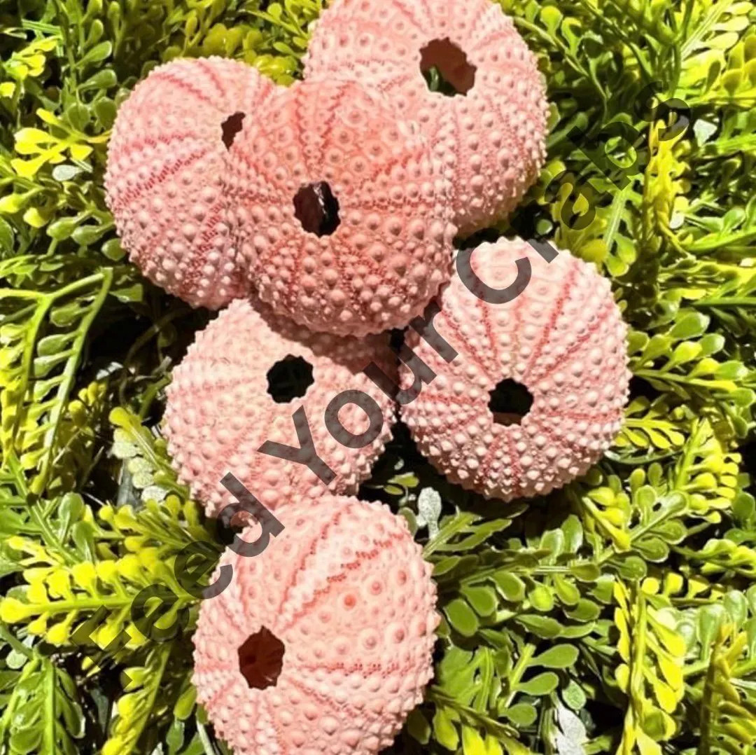Natural Pink Sea Urchin: Hermit Crab Calcium Supplement - Etsy | Etsy (US)