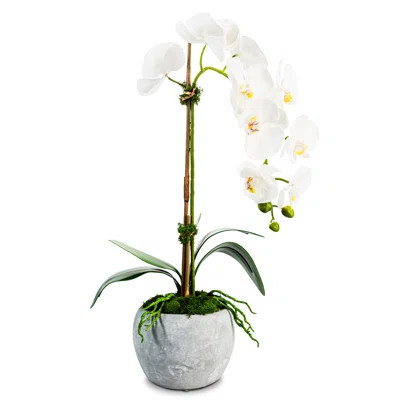 Victoria Ceramic Realtouch Orchid | Wayfair North America