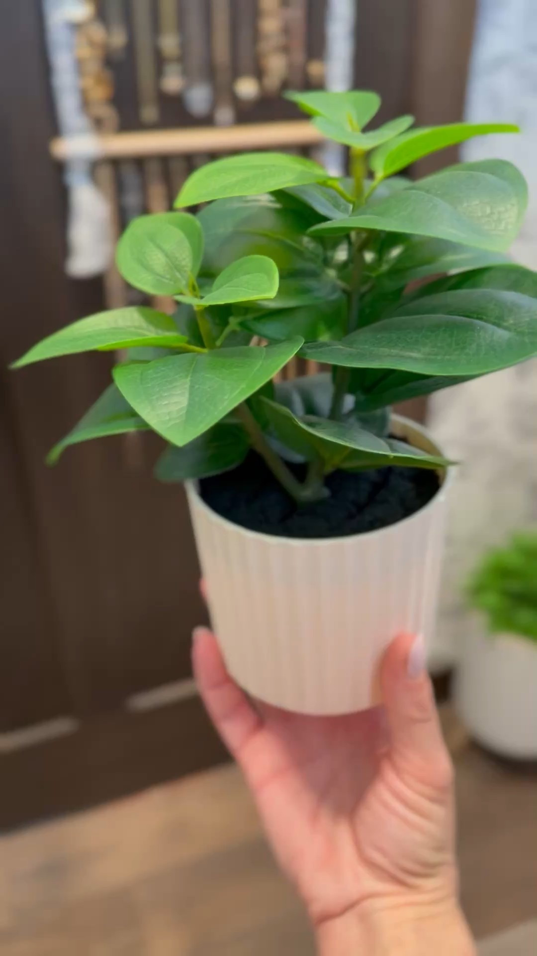 The cutest, realistic looking plant 🪴✨ Less than $5.00! Such a little cutie 

#LTKFindsUnder50 #LTKHome #LTKGiftGuide