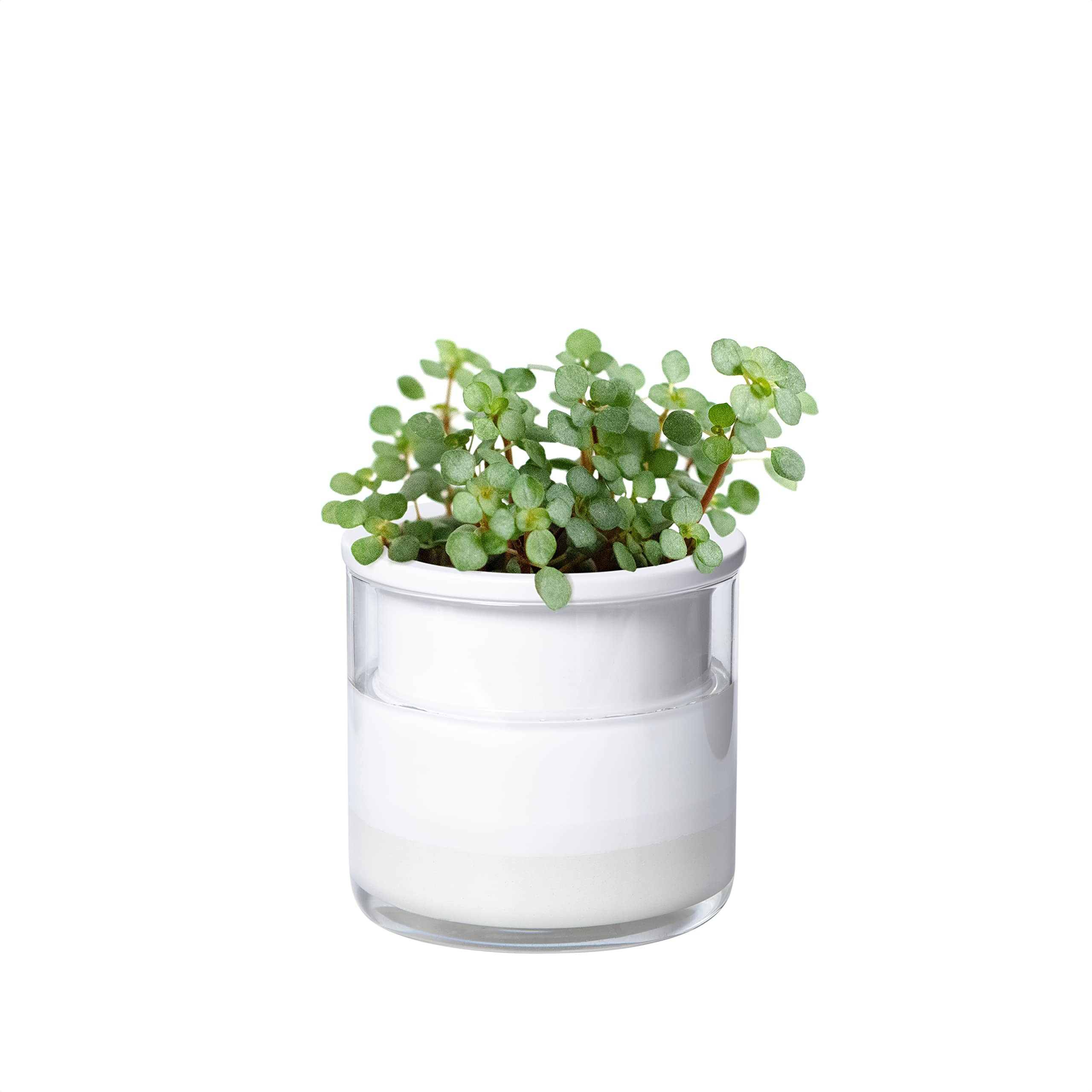 Phoenix Vine 4 Inch Self Watering Planter Pot, Design White Terracotta Pots for Plants, Indoor Cy... | Amazon (US)