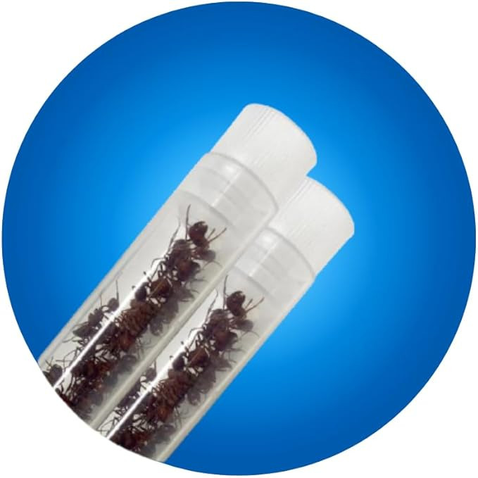 Insect Lore Two Tubes of Live Ants | 50 Live Western Harvester Ants | Grown in USA | with STEM An... | Amazon (US)